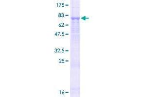 Image no. 1 for Eva-1 Homolog C (EVA1C) (AA 1-441) protein (GST tag) (ABIN1353496)