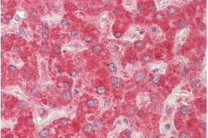 ABIN1590061 (5µg/ml) staining of paraffin embedded Human Liver.