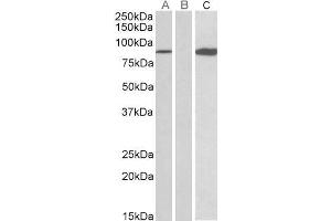 HEK293 lysate (10ug protein in RIPA buffer) overexpressing Human STAT4 (RC206892) with C-terminal MYC tag probed with ABIN571127 (0. (STAT4 anticorps  (AA 613-627))