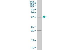 MBIP MaxPab polyclonal antibody.
