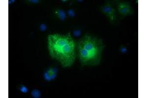 Anti-FSHB mouse monoclonal antibody (ABIN2453050) immunofluorescent staining of COS7 cells transiently transfected by pCMV6-ENTRY FSHB (RC214616). (FSHB anticorps)