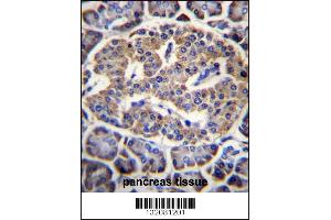 EIF4H Antibody immunohistochemistry analysis in formalin fixed and paraffin embedded human pancreas tissue followed by peroxidase conjugation of the secondary antibody and DAB staining. (EIF4H anticorps  (AA 127-156))