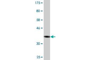 Western Blot detection against Immunogen (36.