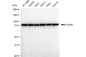 Western blotting analysis using Hsp90 antibody (ABIN7798866).