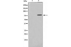 Western blot analysis on A549 cell lysate using TBX3 Antibody.