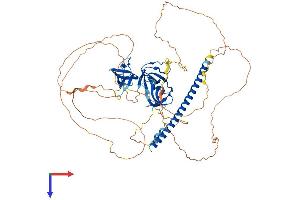 CD2-Associated Protein (Cd2ap) (AA 1-637) protein (His tag)