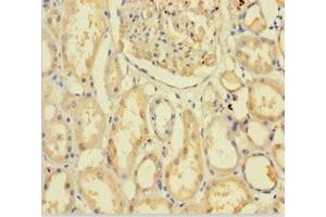 Immunohistochemistry of paraffin-embedded human kidney tissue using ABIN7154647 at dilution of 1:100 (C9ORF72 anticorps  (AA 138-430))
