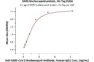 SARS-Coronavirus Nucleocapsid Protein (SARS-CoV N) (Active) protein (His tag)