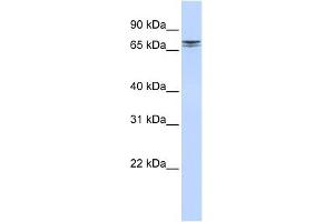 NCAPH2 antibody used at 1 ug/ml to detect target protein. (NCAPH2 anticorps  (N-Term))
