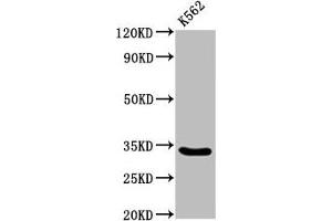 Western Blot Positive WB detected in: K562 whole cell lysate All lanes: PEX26 antibody at 3. (PEX26 anticorps  (AA 1-159))