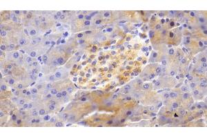 Detection of BACE2 in Mouse Pancreas Tissue using Polyclonal Antibody to Beta Secretase 2 (BACE2)