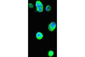 Immunofluorescent analysis of MCF-7 cells using ABIN7177915 at dilution of 1:100 and Alexa Fluor 488-congugated AffiniPure Goat Anti-Rabbit IgG(H+L) (THRSP anticorps  (AA 1-150))