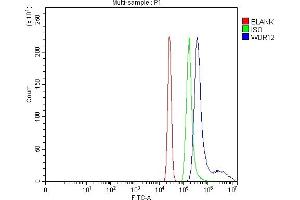 anti-WD Repeat Domain 12 (WDR12) (AA 7-396) antibody
