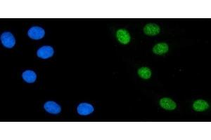 IF analysis of PTBP2 using anti-PTBP2 antibody (ABIN7599453). (PTBP2 anticorps  (AA 1-504))