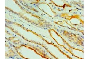 Immunohistochemistry of paraffin-embedded human kidney tissue using ABIN7147022 at dilution of 1:100 (Cathepsin L2 anticorps  (AA 105-334))