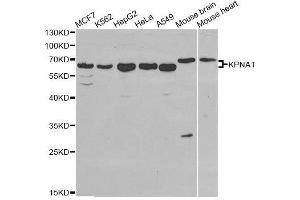 Western blot analysis of extracts of various cell lines, using KPNA1 antibody.
