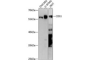 Western blot analysis of extracts of various cell lines, using CDS1 antibody (ABIN6130976, ABIN6138355, ABIN6138356 and ABIN6217867) at 1:3000 dilution. (CDS1 anticorps  (AA 1-80))