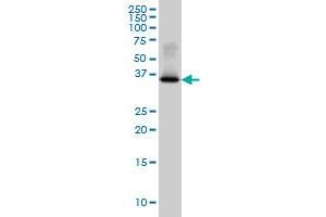 GYG1 monoclonal antibody (M07), clone 3B5 Western Blot analysis of GYG1 expression in HepG2 .