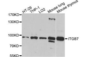 Western blot analysis of extracts of various cell lines, using ITGB7 antibody. (Integrin beta 7 anticorps  (AA 1-140))