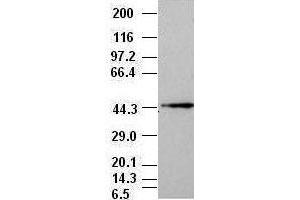 Western Blotting (WB) image for anti-Mitogen-Activated Protein Kinase 8 (MAPK8) (AA 1-384) antibody (ABIN1490767) (JNK anticorps  (AA 1-384))