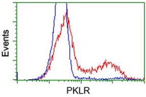 HEK293T cells transfected with either RC206455 overexpress plasmid (Red) or empty vector control plasmid (Blue) were immunostained by anti-PKLR antibody (ABIN2453473), and then analyzed by flow cytometry. (PKLR anticorps)