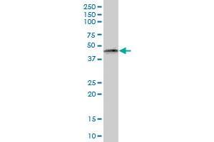PTRF MaxPab polyclonal antibody.