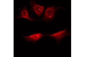 ABIN6267408 staining NIH-3T3 by IF/ICC.