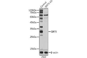Western blot analysis of extracts of 293T cells, using SIRT5 antibody (ABIN6129331, ABIN6147798, ABIN6147799 and ABIN6221468) at 1:1000 dilution.
