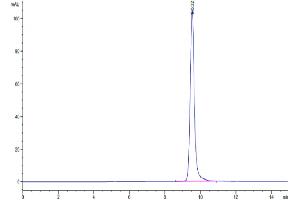 The purity of Human TIMP1 is greater than 95 % as determined by SEC-HPLC. (TIMP1 Protein (AA 24-207) (Fc Tag))