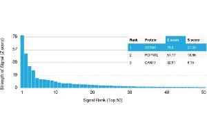 Analysis of Protein Array containing more than 19,000 full-length human proteins using Glutathione S-Transferase Mu1 (GSTM1) Mouse Monoclonal Antibody (CPTC-GSTMu1-3).