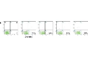 Expression of cardiac proteins, excitation-contraction coupling proteins and signaling proteins in beating cardiomyocytes. (Troponin T anticorps  (AA 201-298))