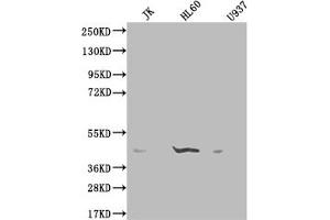 Western Blot Positive WB detected in: K562 whole cell lysate, HepG2 whole cell lysate, HEK293 whole cell lysate, Rat lung tissue All lanes: OXER1 antibody at 2 μg/mL Secondary Goat polyclonal to rabbit IgG at 1/50000 dilution Predicted band size: 46 kDa Observed band size: 46 kDa (OXER1 anticorps  (AA 1-97))