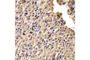 Immunohistochemistry of paraffin-embedded rat stomach using CCT4 antibody.