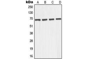 Western blot analysis of GNL1 expression in A431 (A), K562 (B), JAR (C), COLO205 (D) whole cell lysates.