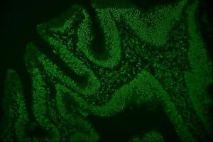 IF analysis of hnRNP D/AUF1/HNRNPD using anti-hnRNP D/AUF1/HNRNPD antibody (ABIN7602592). (HNRNPD/AUF1 anticorps  (AA 88-246))