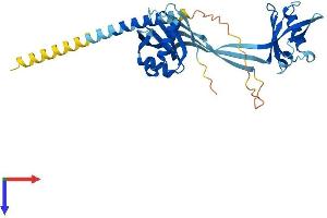 AlphaFold protein structure predicition of Mouse Recombinant Nmi Protein, UniprotID O35309