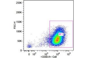 Flow Cytometry of Rabbit Anti-Collagen 1 Antibody.