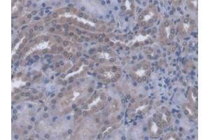 IHC-P analysis of Rat Kidney Tissue, with DAB staining. (A4GALT anticorps  (AA 23-288))