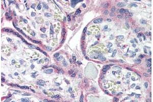 Anti-CXCR1 antibody  ABIN1048470 IHC staining of human placenta. (CXCR1 anticorps  (Internal Region))