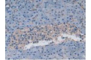 IHC-P analysis of Human Pancreas Tissue, with DAB staining. (Gastrokine 1 anticorps  (AA 22-199))