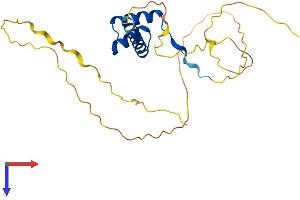 AlphaFold protein structure predicition of Human Recombinant DLX4 Protein, UniprotID Q92988