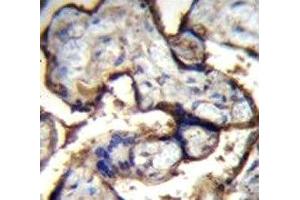 Integrin alpha 5 antibody immunohistochemistry analysis in formalin fixed and paraffin embedded human placenta tissue