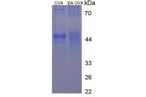 Image no. 2 for Dopamine (DA) protein (Ovalbumin) (ABIN1880125) (Dopamine Protein (DA) (Ovalbumin))