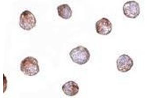 Immunocytochemistry of Fibulin 3 in HeLa cells with AP30337PU-N Fibulin 3 antibody at 20 μg/ml.