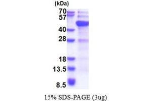 SDS-PAGE (SDS) image for DNA (Cytosine-5-)-Methyltransferase 3 Like (TRDMT1) (AA 1-386) protein (His tag) (ABIN5853724)