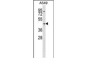 Western blot analysis in A549 cell line lysates (35ug/lane). (Tropomodulin 1 anticorps  (AA 170-198))
