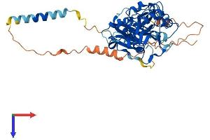 AlphaFold protein structure predicition of Mouse Recombinant Fut4 Protein, UniprotID Q11127