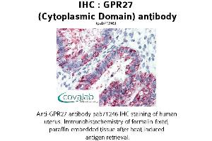 Image no. 2 for anti-G Protein-Coupled Receptor 27 (GPR27) (3rd Cytoplasmic Domain) antibody (ABIN1735039)