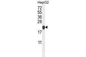 ATP5H Antibody (Center) western blot analysis in HepG2 cell line lysates (35µg/lane). (ATP Synthase Subunit D (AA 75-105), (Middle Region), (Subunit D) anticorps)