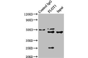 Immunoprecipitating FLOT1 in Hela whole cell lysate Lane 1: Rabbit control IgG instead of ABIN7152965 in Hela whole cell lysate.